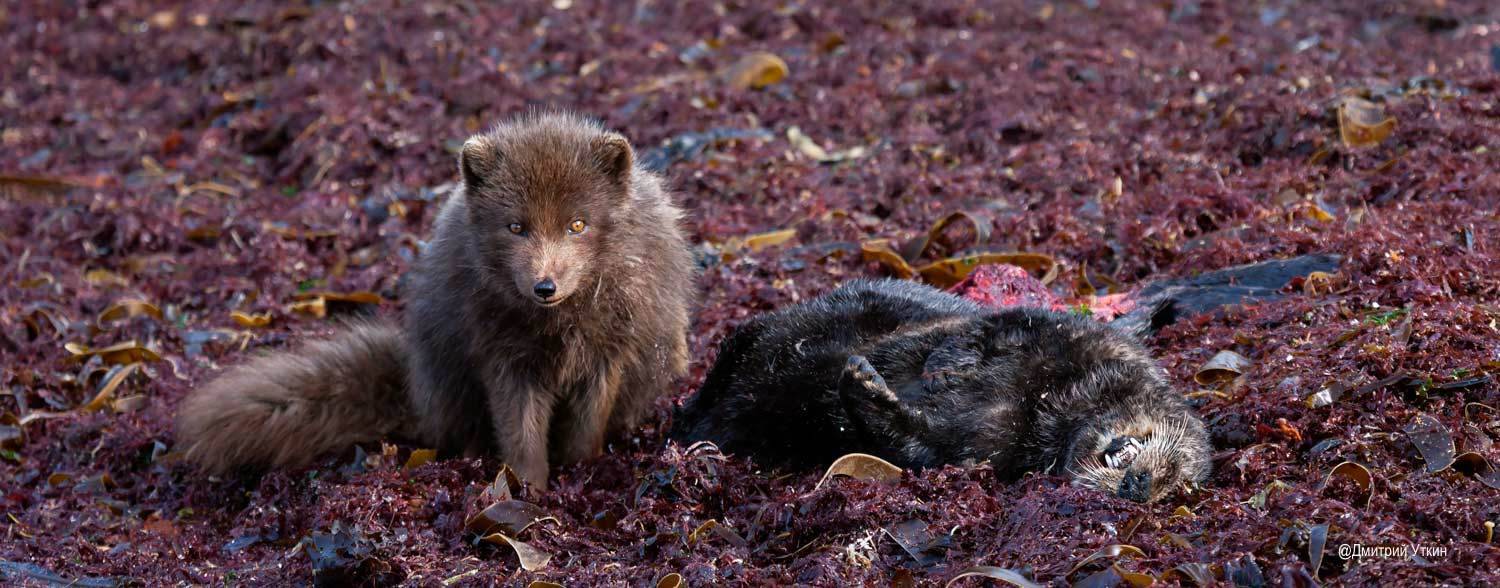 песец, калан, жизнь, смерть, Дмитрий Уткин