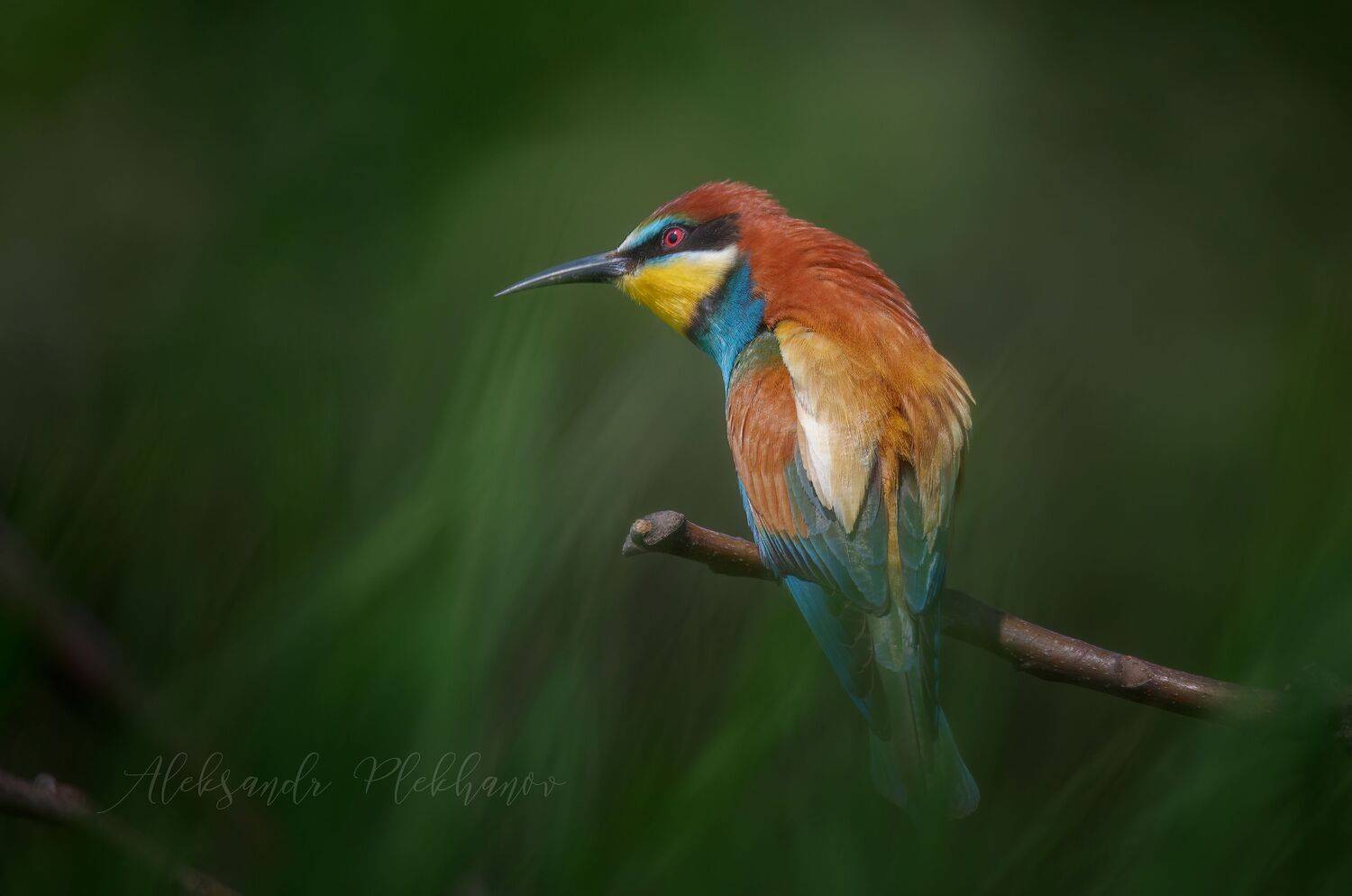 , Александр Плеханов