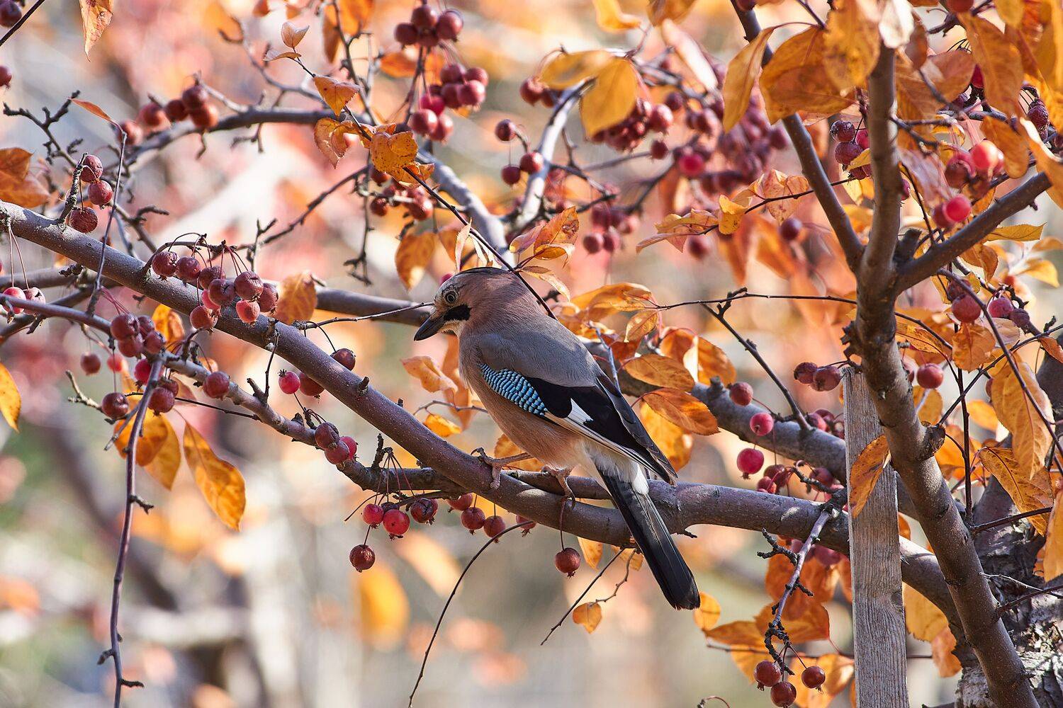 volgograd, russia, wildlife, Garrulus glandarius, , Сторчилов Павел