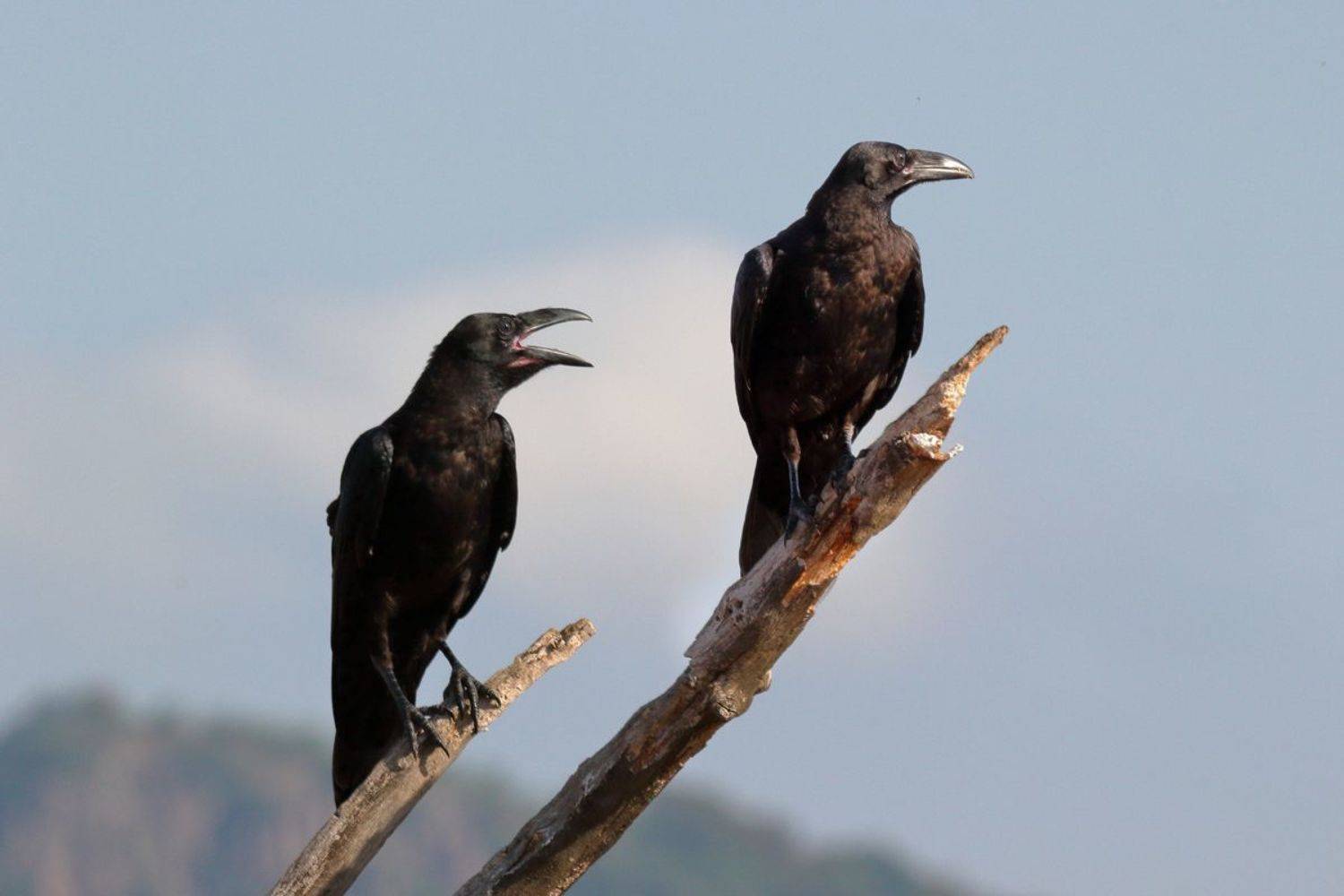 , Славов Георги