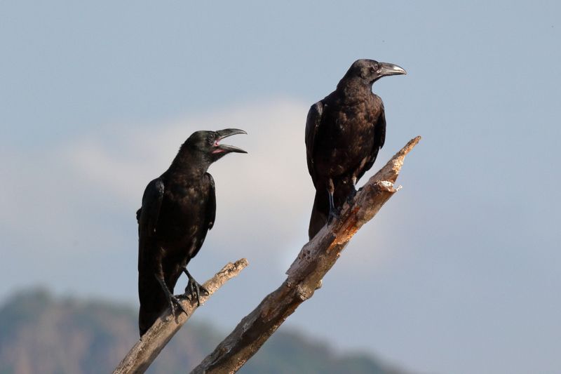 найти жену :) фото превью