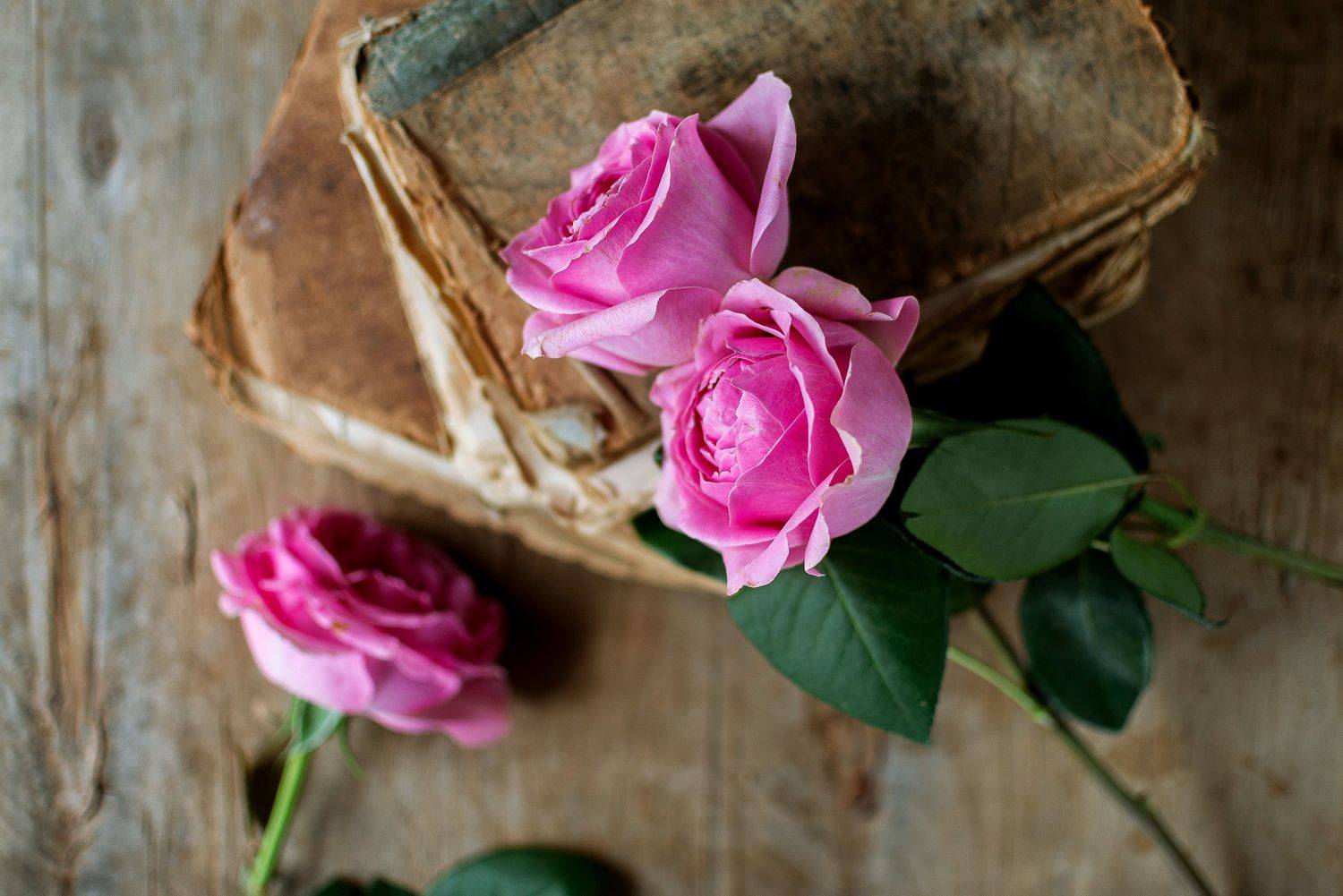 , Чепрасова Мария