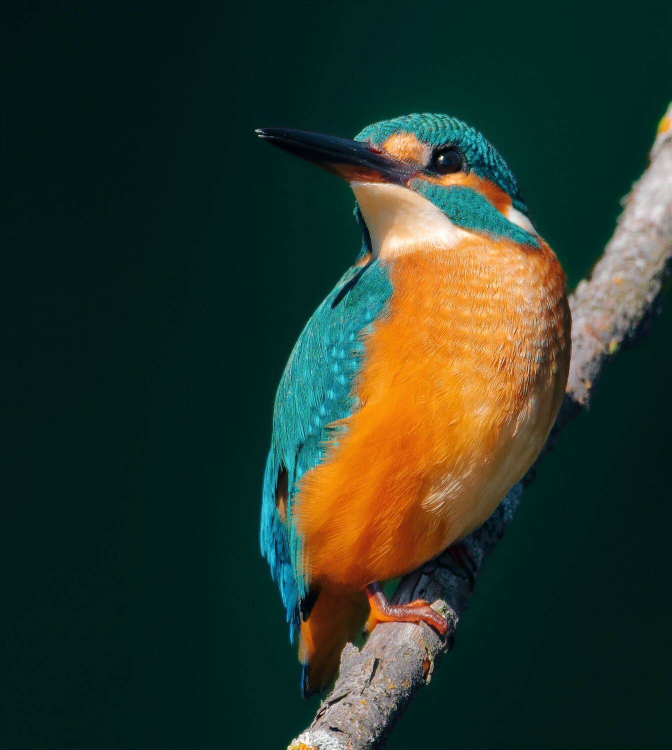 птицы России, птицы Тамбовской области, фотоохота, наблюдение за птицами, птица, птицы, орнитология, nikon, birding, birdwatching, bird freak, Никон Александр