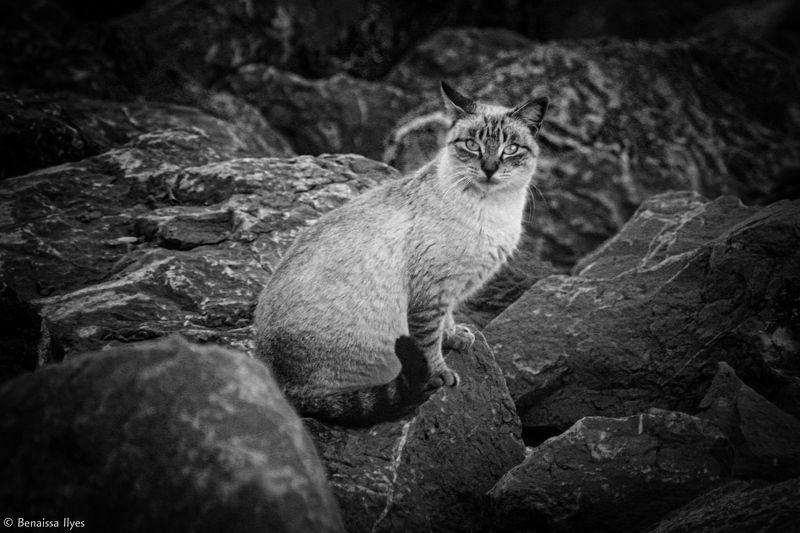black and white, bnw, monochrome, art, nature, mood, cat, photography, outdoor, animal, cute, mignonne, rock, Siamese cat фото превью