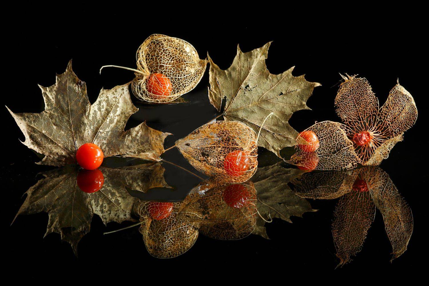 натюрморт, природа, растения, физалис, Шруб (Беляева) Татьяна