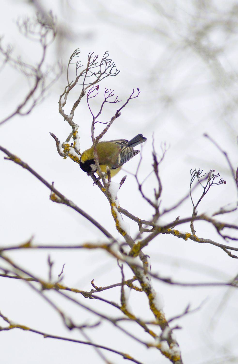 , Светлана Сушкевич