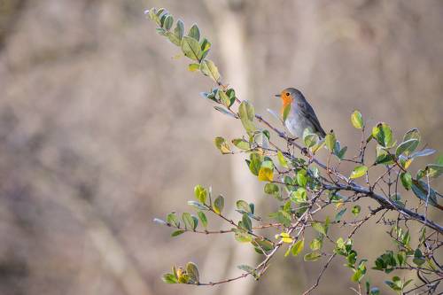 Robin