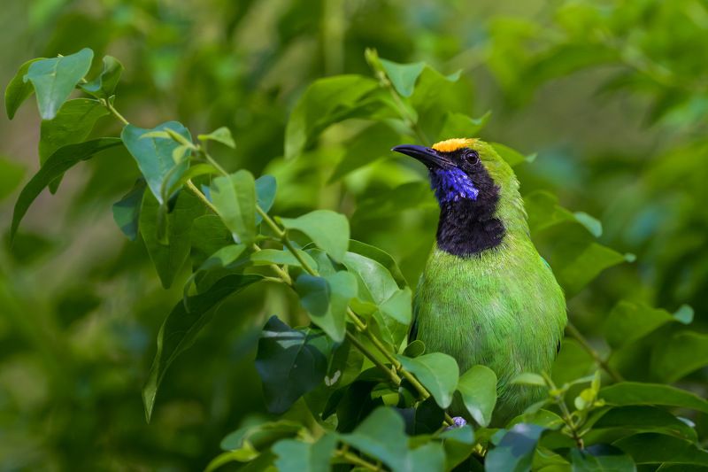 birds  фото превью