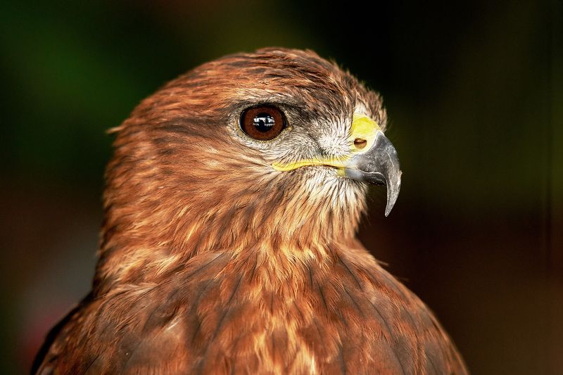 Хищник фото превью