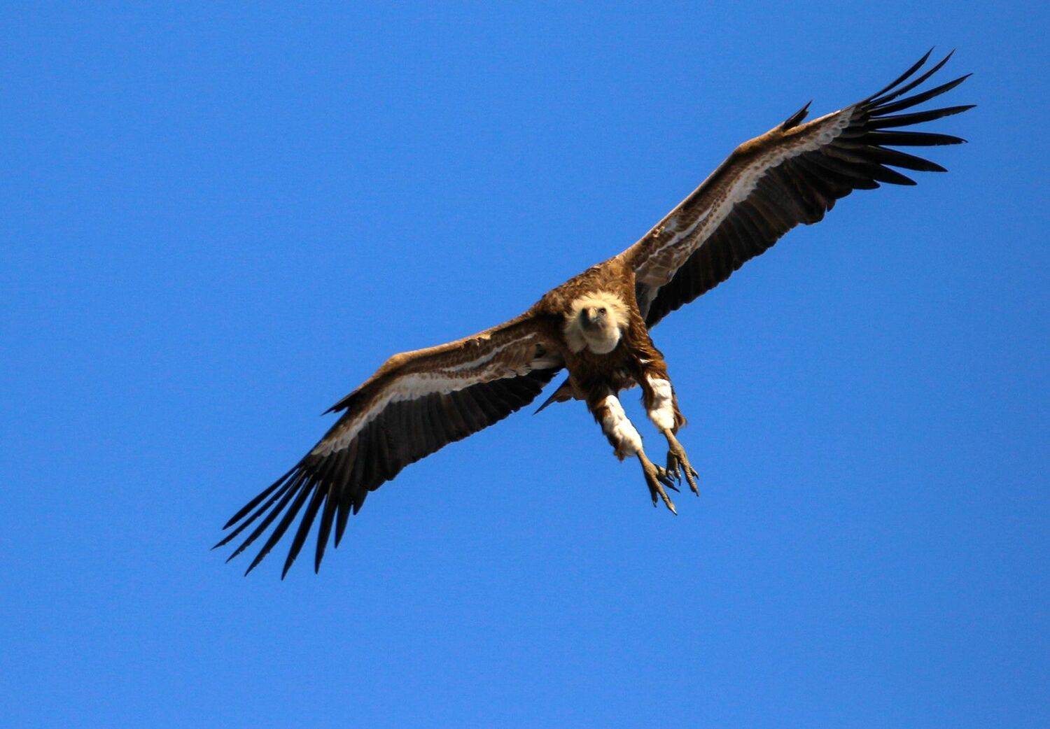 гриф,сип,птица,падальщик,, Magov Marat