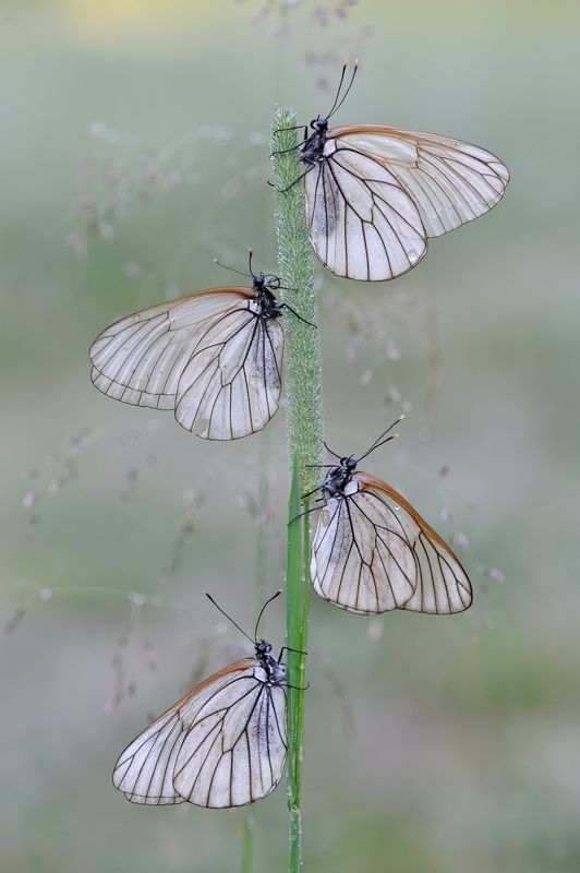 Уральская кадриль. фото превью
