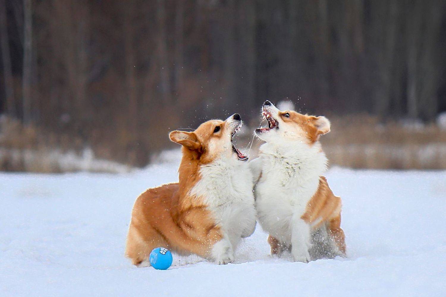 , Андрей Ершов
