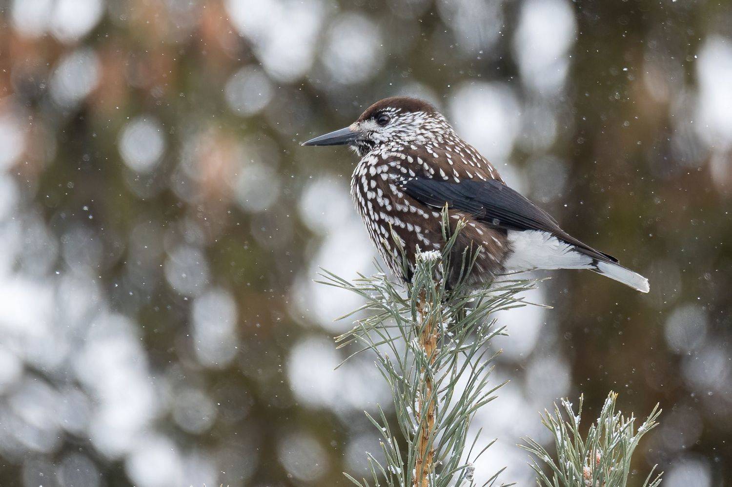 , Дина Нестеркова