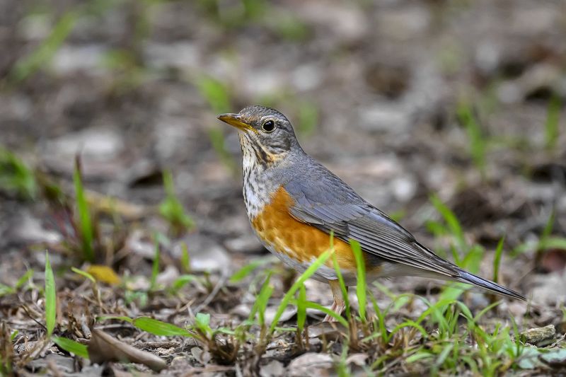 birds  фото превью
