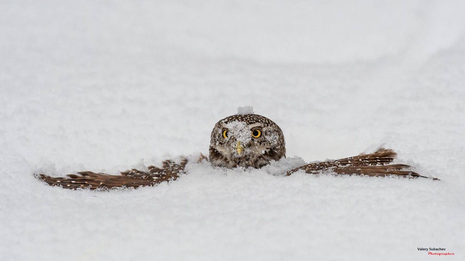 , Валерий Субачев