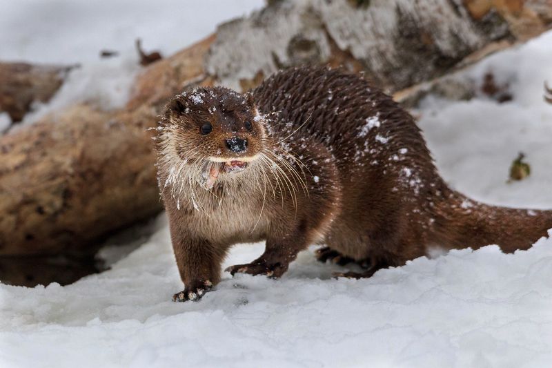 Годзилла))) фото превью