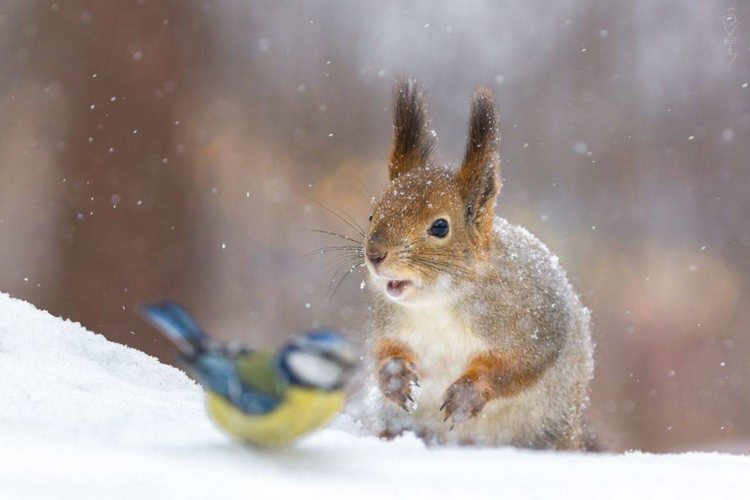 белка, лазоревка, Байбекова Светлана