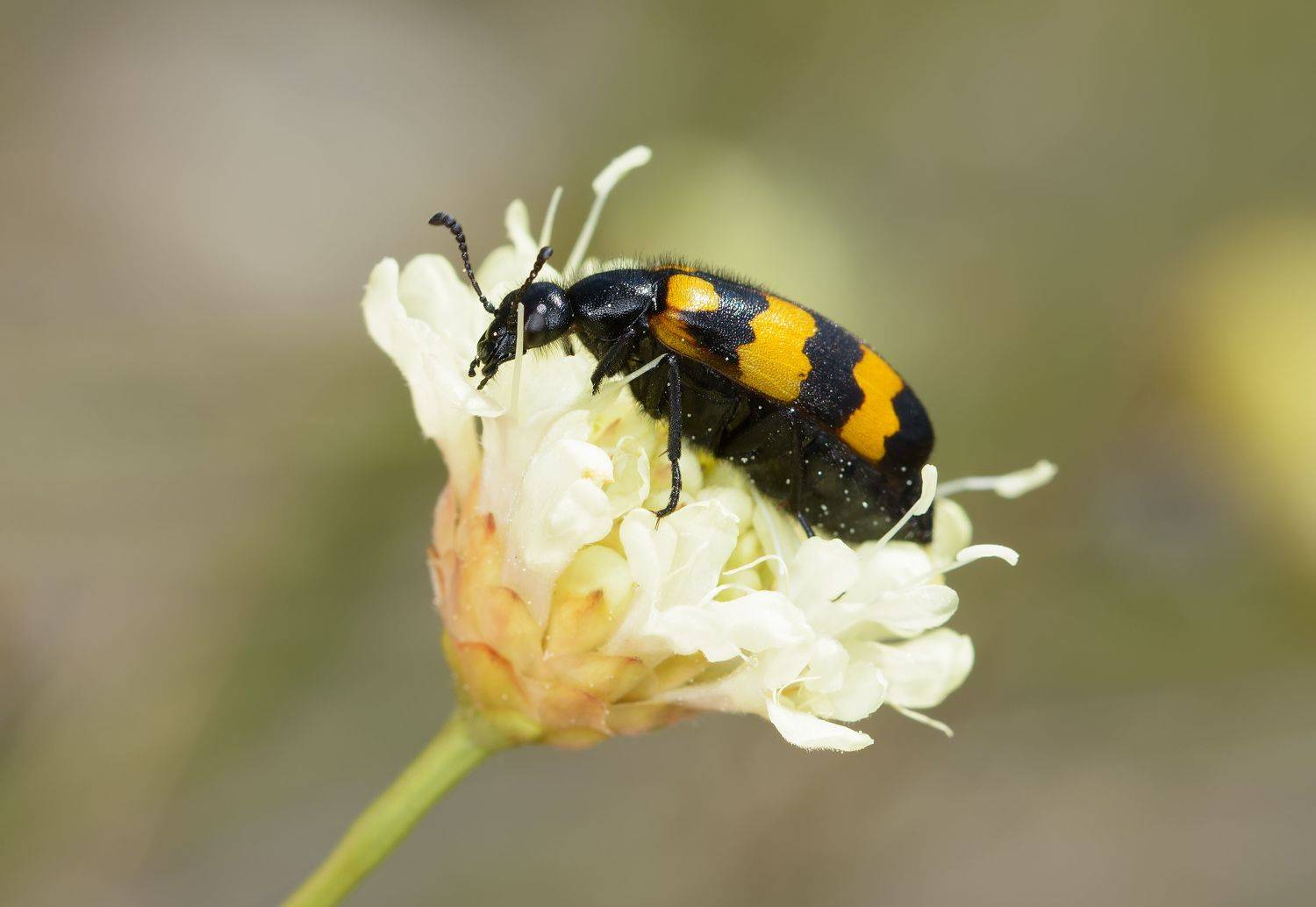 нарывник изменчивый, mylabris variabilis, нарывники, meloidae, жук, Павел Черенков