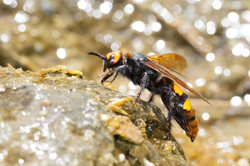 оса, сколия-гигант, megascolia maculata, сколии, scoliidae Серные ванны фото превью