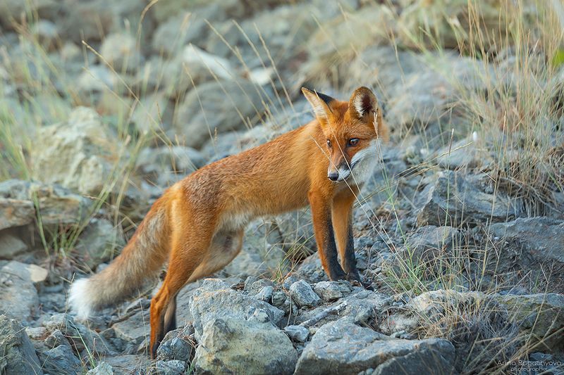 *** фото превью