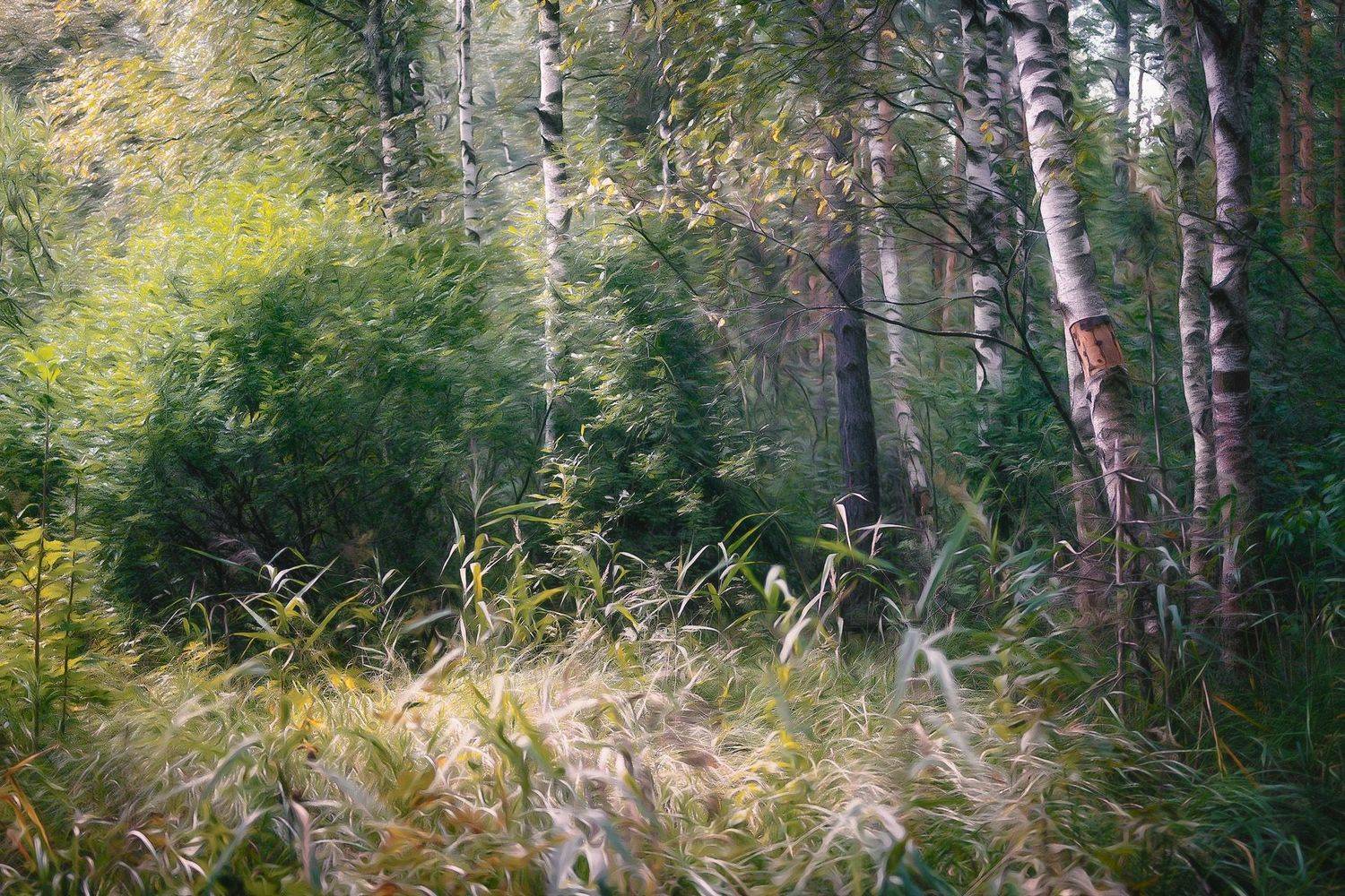 лес, лето, деревья, пейзаж, forest, woodland, summer, landscape, trees, Валерий Вождаев