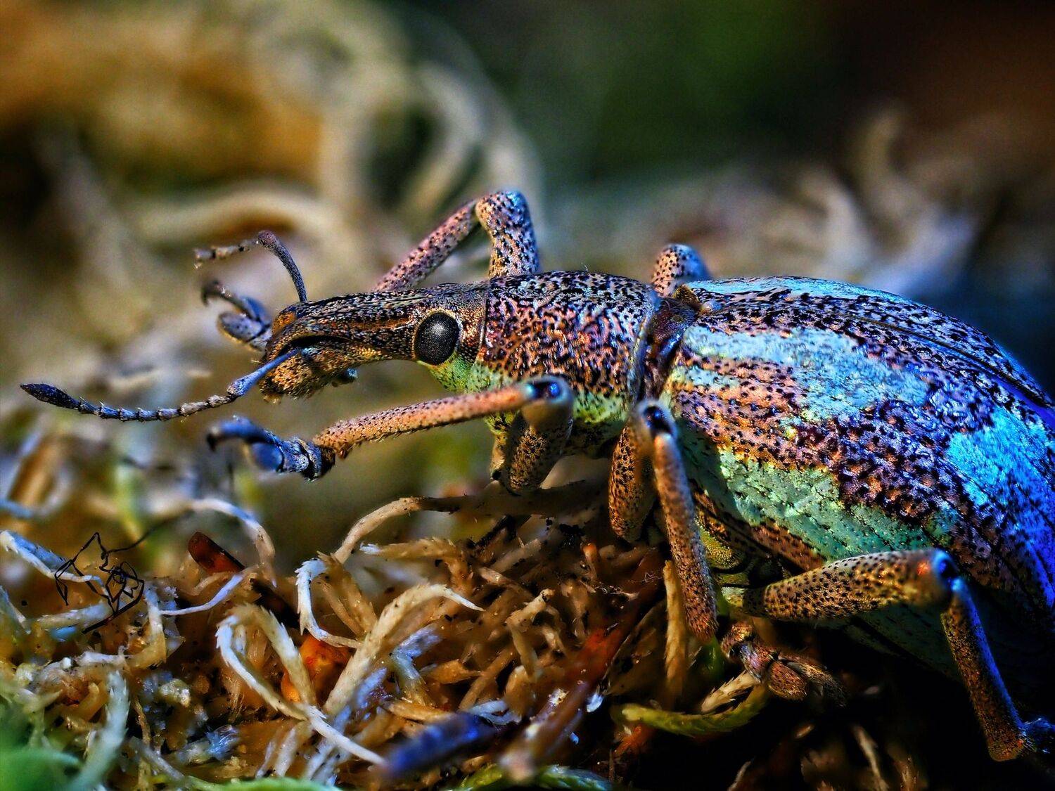, Анатолий Савчук