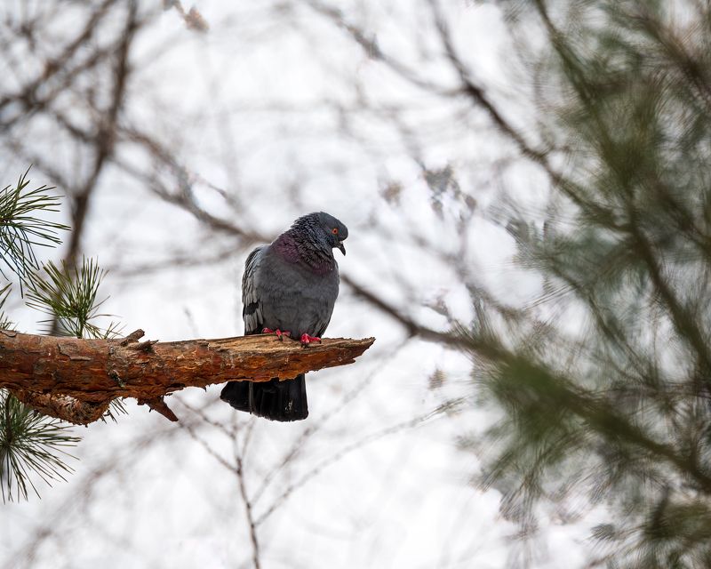 Columba livia domestica фото превью
