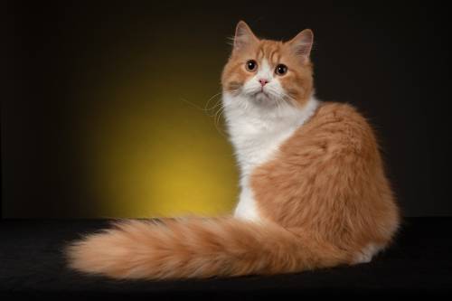 Британский кот