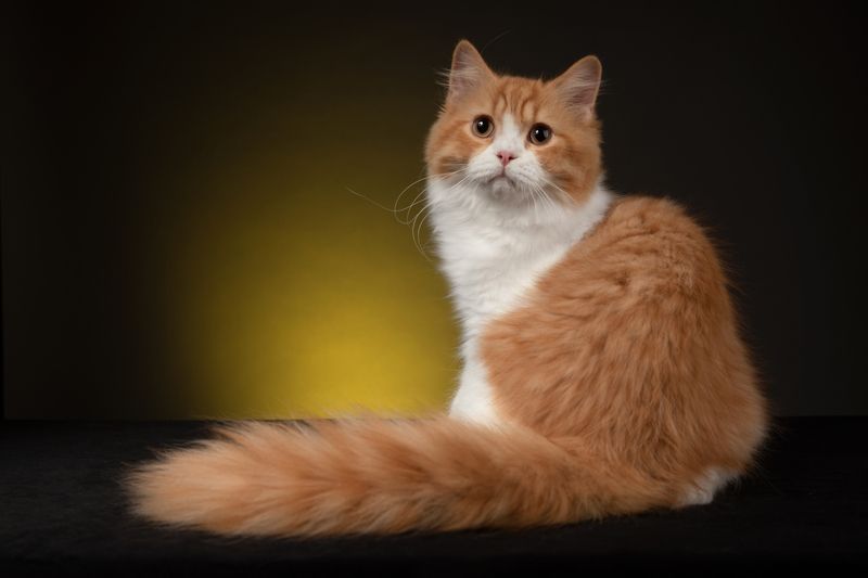 кот, кошки, животные, студия Британский кот фото превью