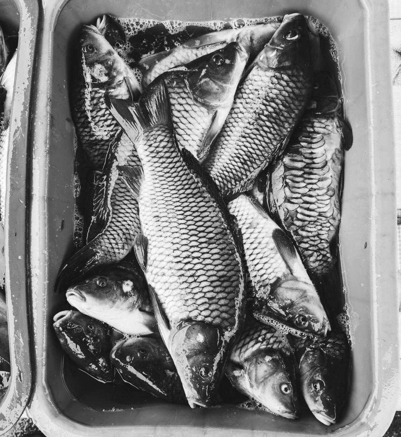 , Karina Aleksandrova