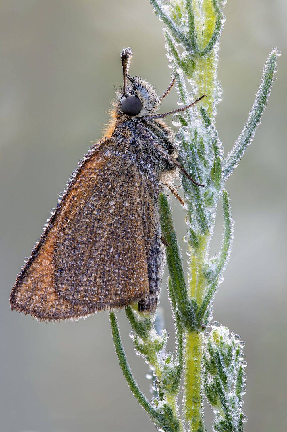 , Кузнецов Дмитрий