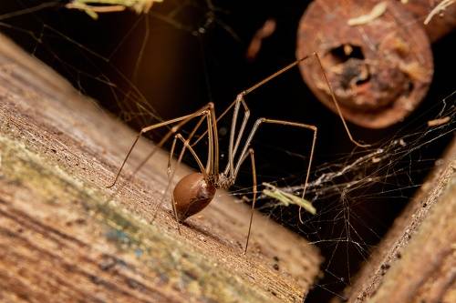 House spider