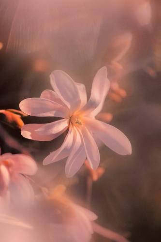 Magnolia