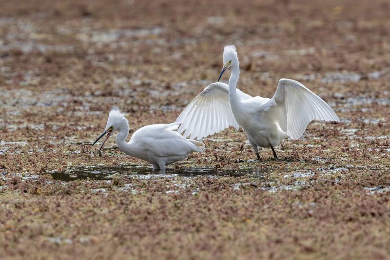 птицы, уругвай Разборки фото превью