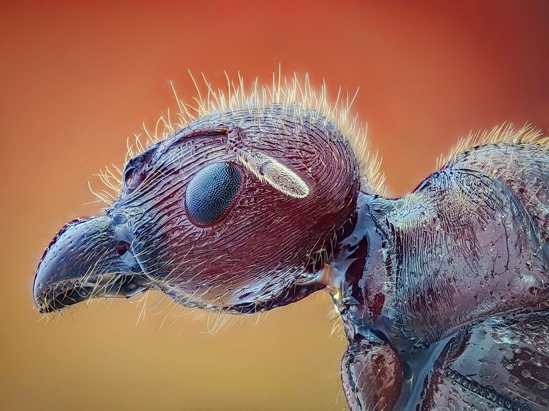 Ant фото превью