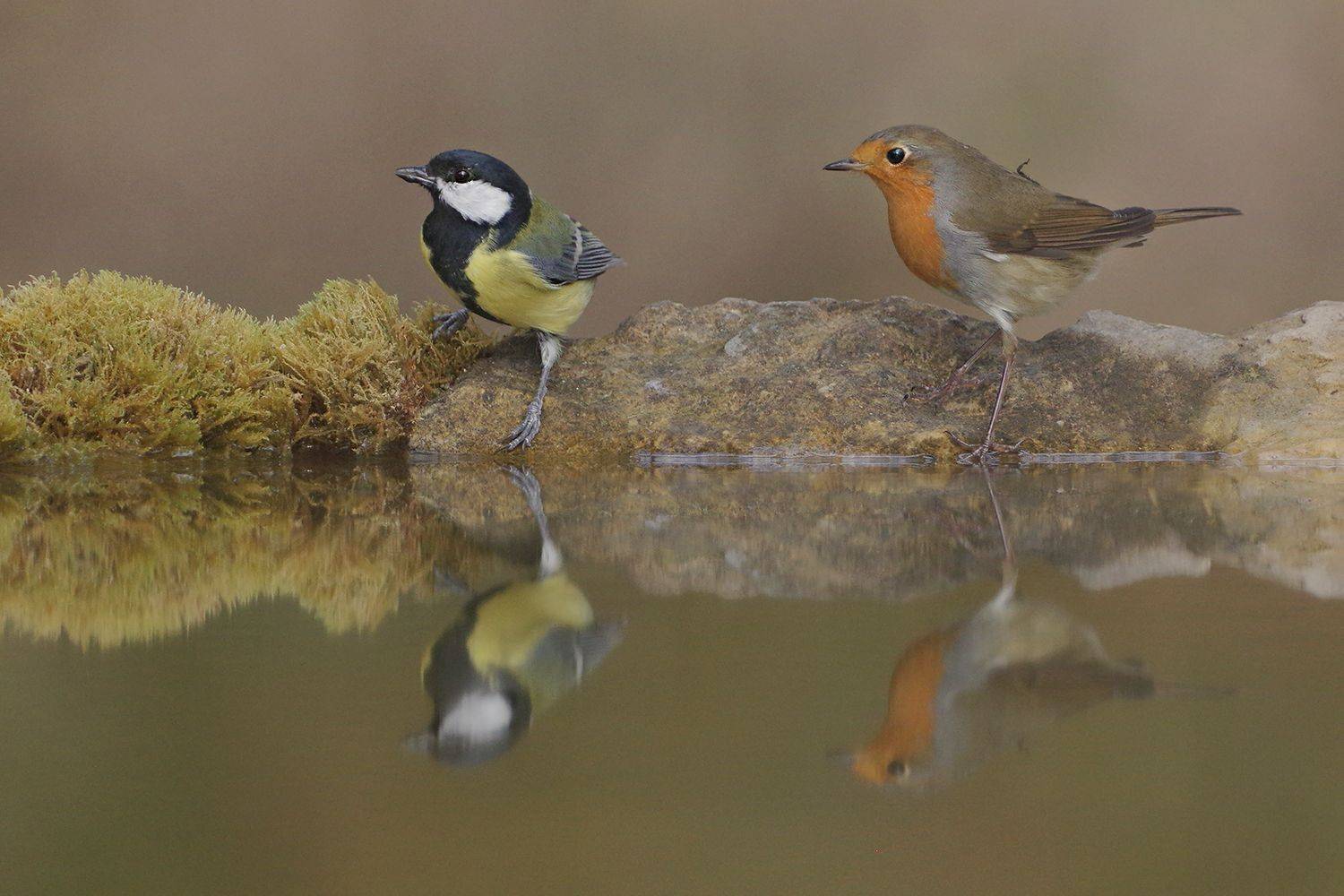 , Евгени Стефанов