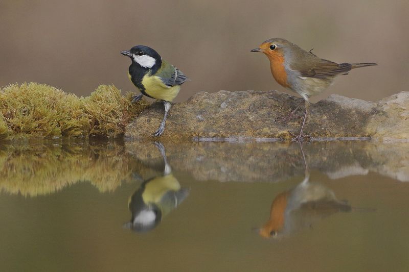 Утреннее зеркало фото превью