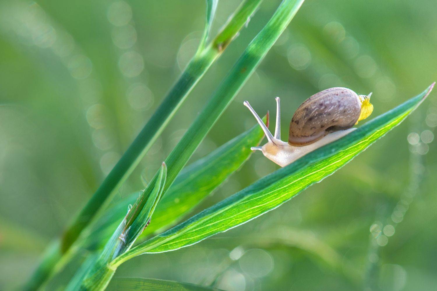 , Людмила Бекман