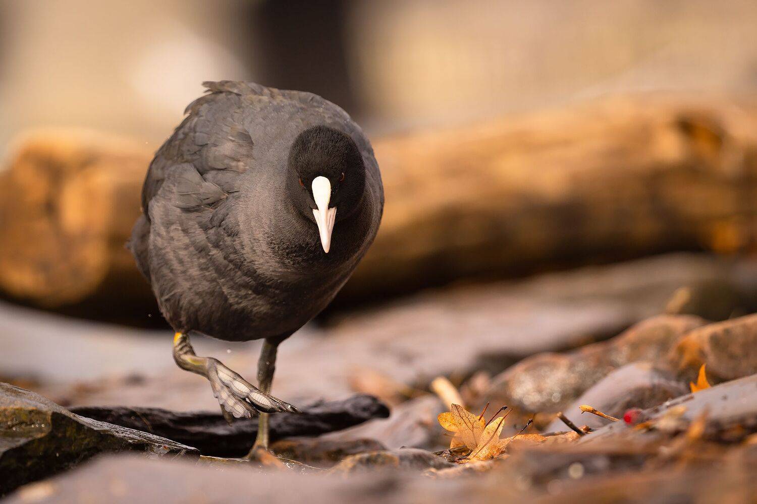 , Robert Adamec