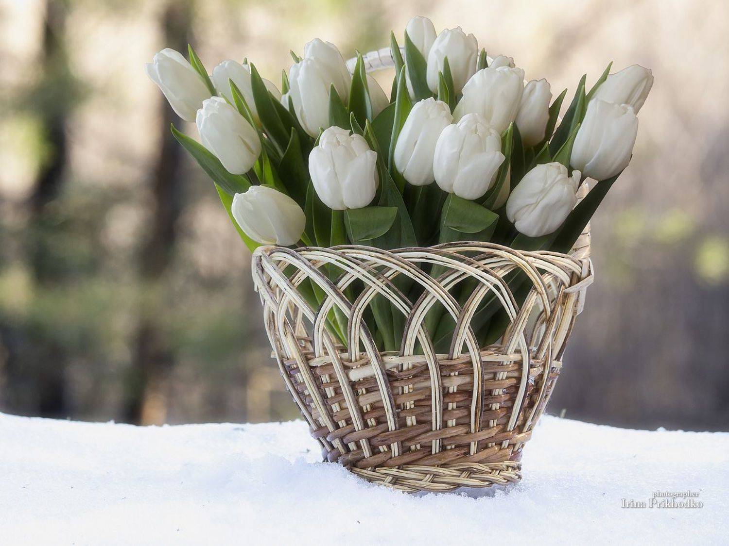 натюрморт, пленэр, корзина, букет, тюльпаны, снег, Приходько Ирина