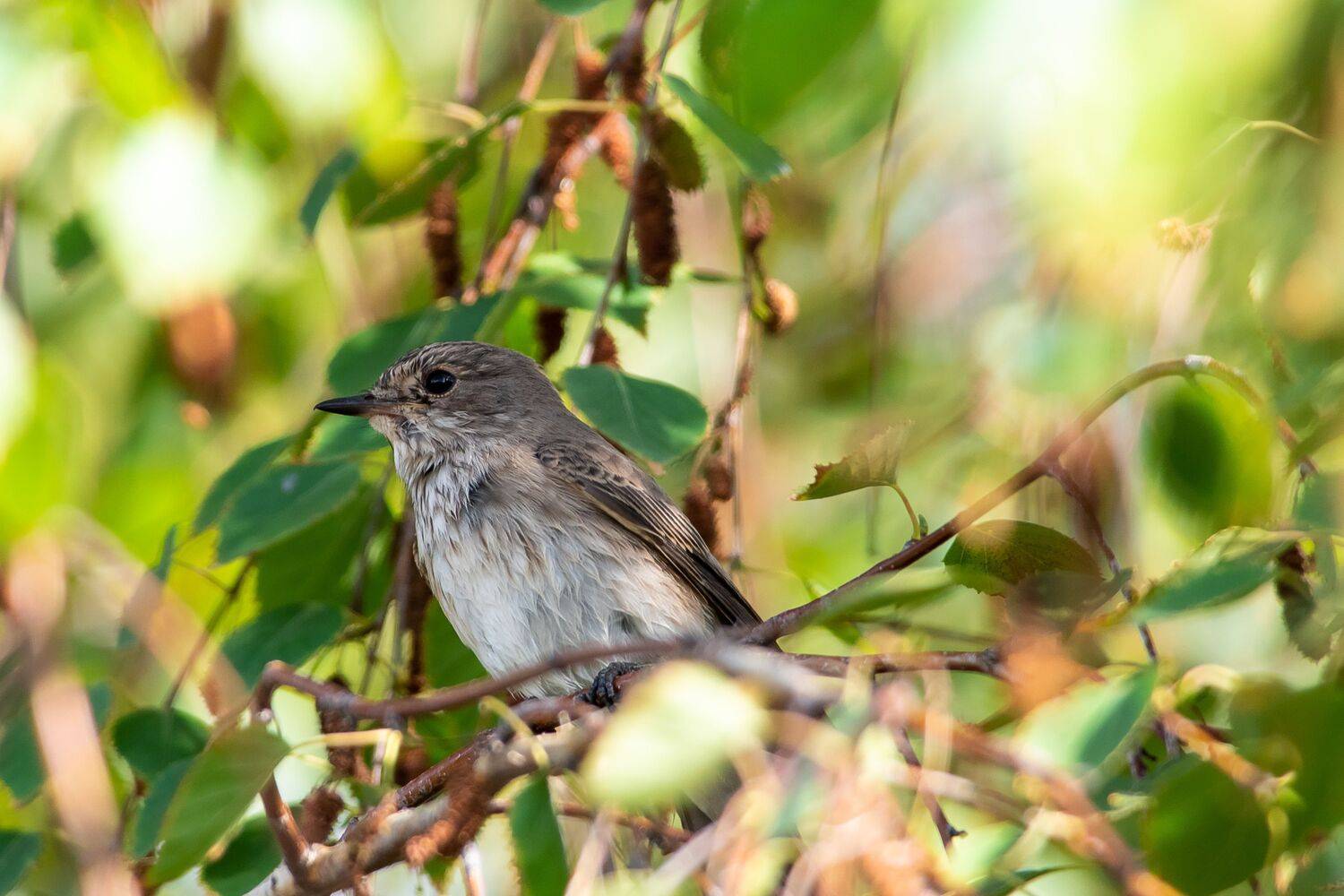 volgograd, russia, wildlife, Muscicapa striata, , Сторчилов Павел