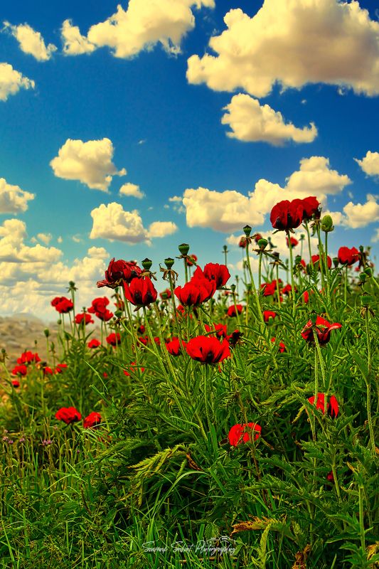 Cloudy Sky фото превью