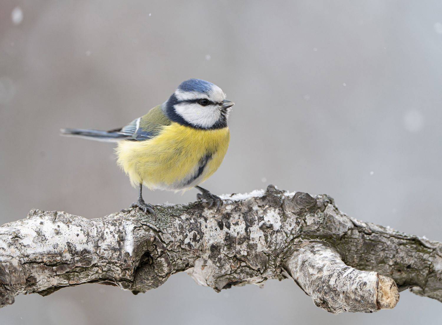 птицы,природа, зима, Андрей Киселёв