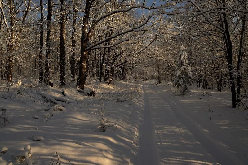 Рождественский лес 9... фото превью