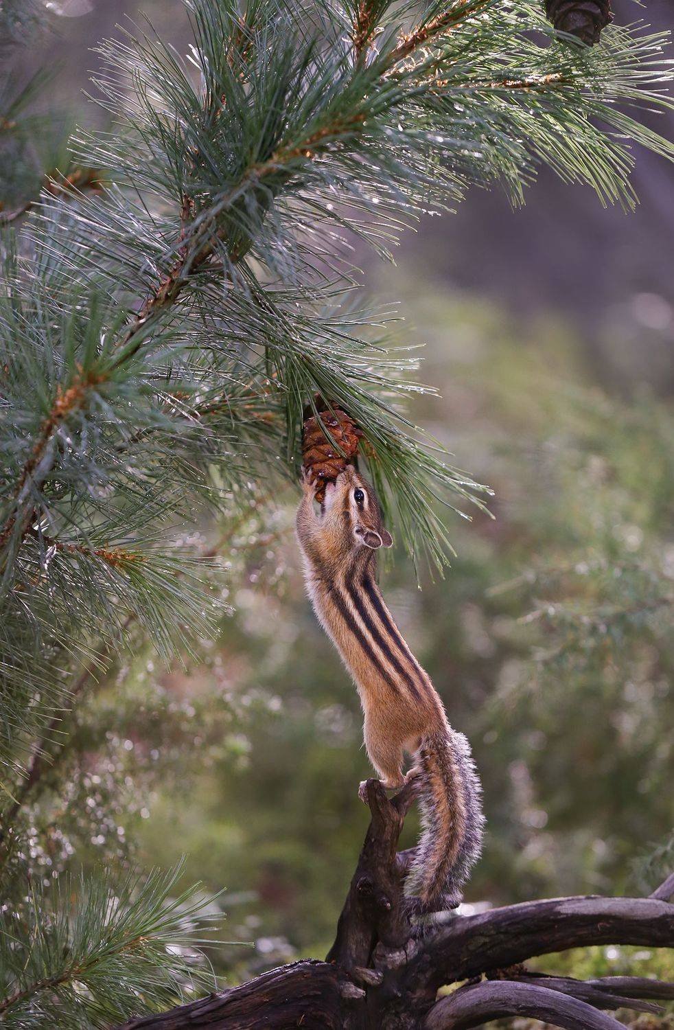 нерюнгри, бурундук, якутия, дикие_животные, женялевина, евгениялевина, животныеякутии, бурундукиибелкилевиной, Евгения Левина