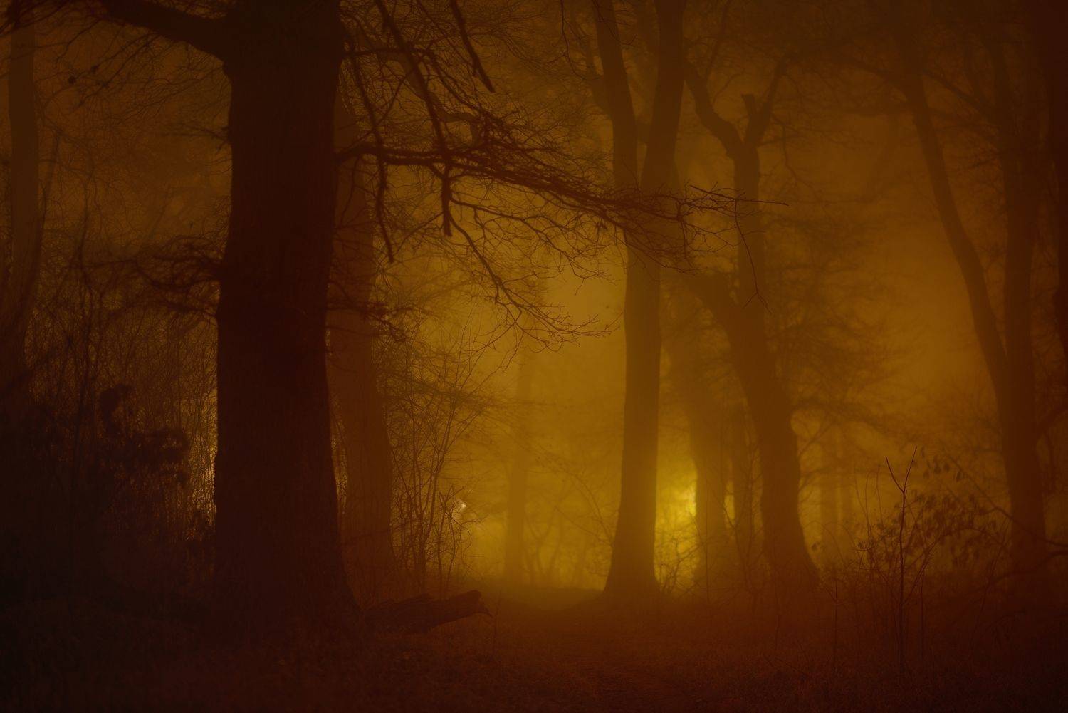 зима туман лес ночь, Александр Жарников