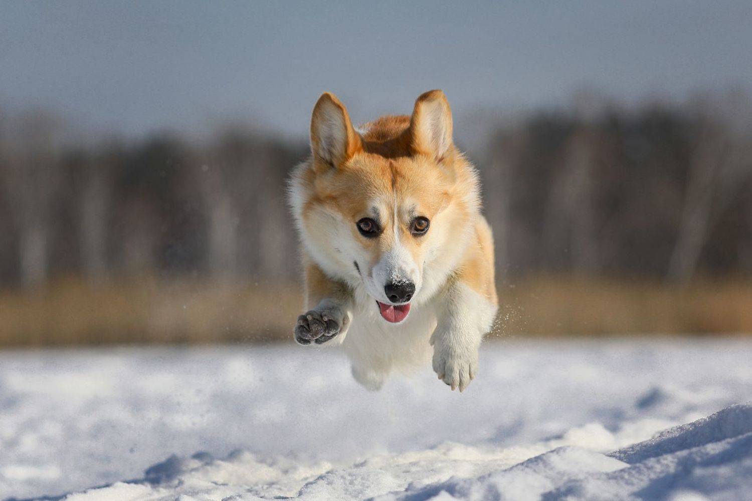 , Андрей Ершов