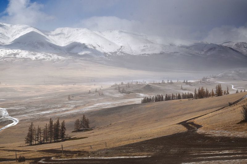 Курай фото превью