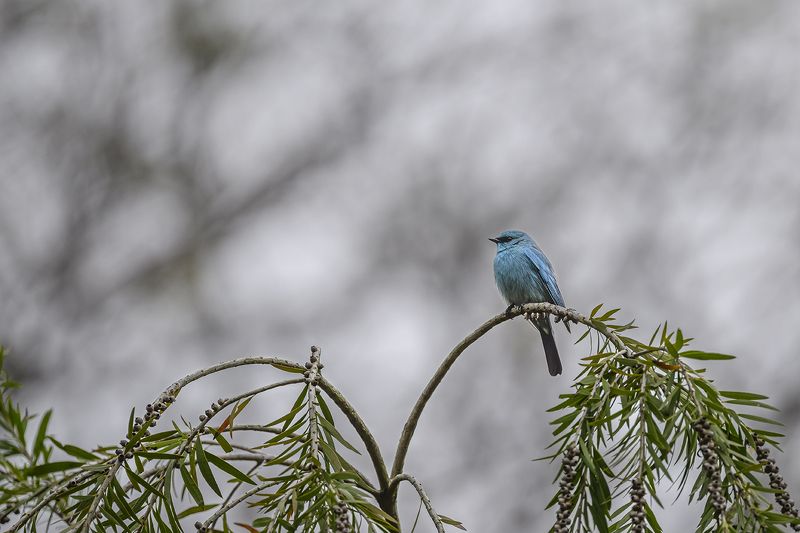 birds  фото превью