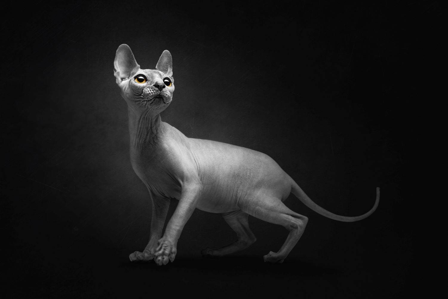 , Евневич Сергей